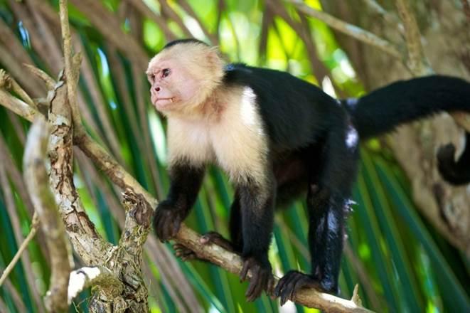 Capuchins