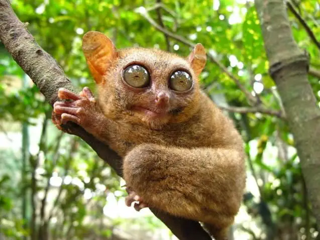 Tarsier