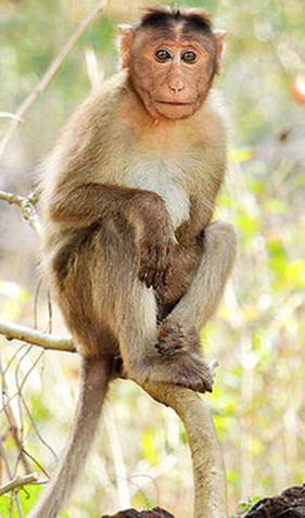 Macaque