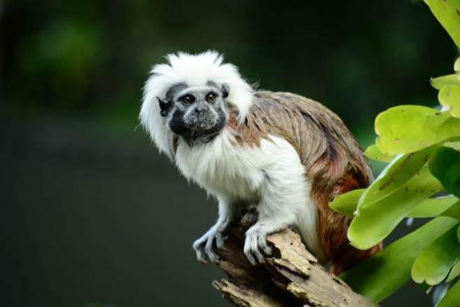 Tamarin