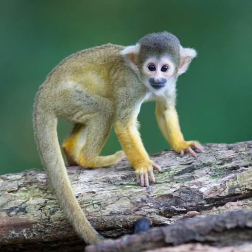 Squirrel Monkey