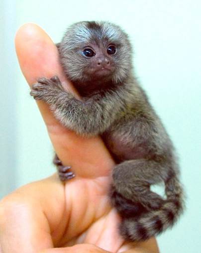 Marmosets