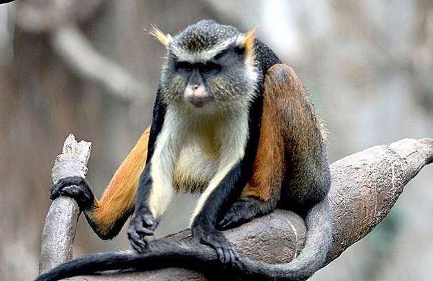 Guenon