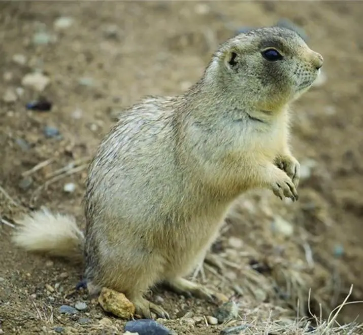 prairie dog as pet