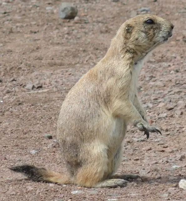 prairie dog as pet